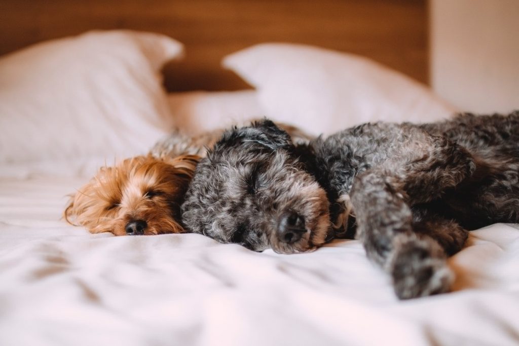 dogs sleeping on bed